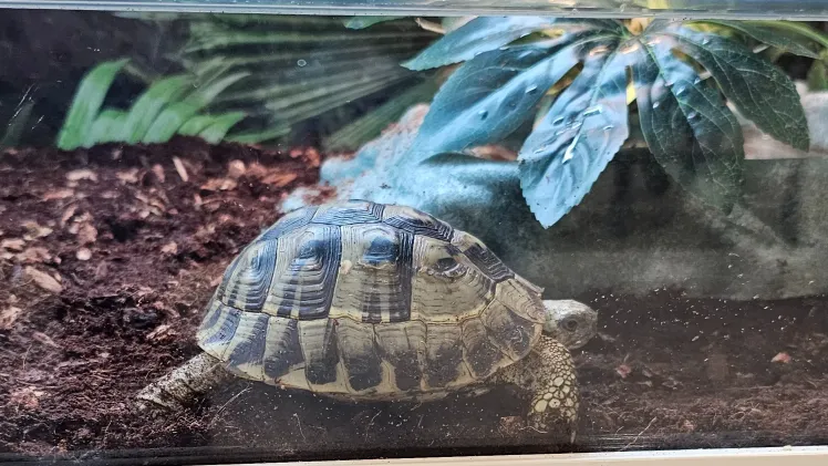 Does Petco Sell Turtles?