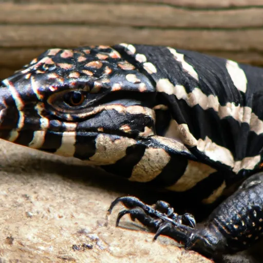 Is A Black Lizard With White Stripes Poisonous?