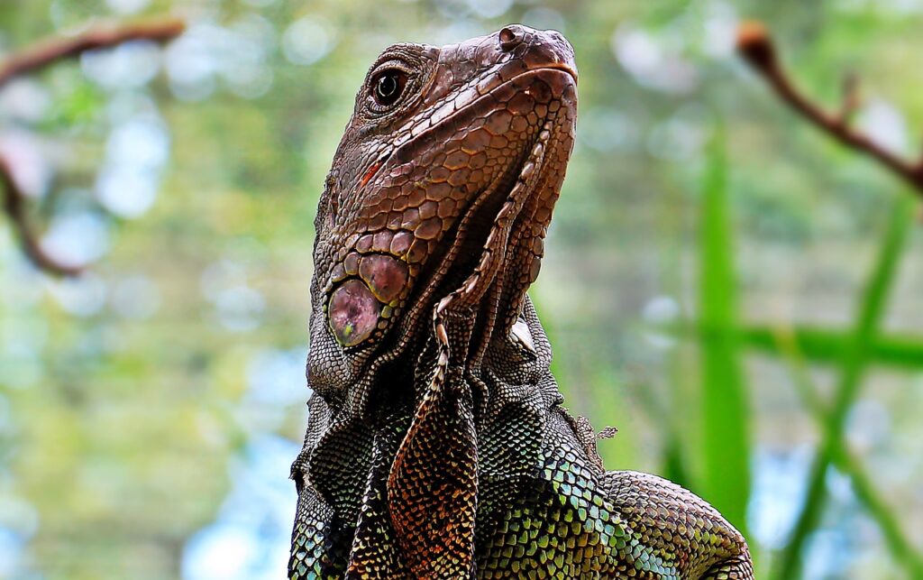 Does Belize Have Alligators Or Crocodiles