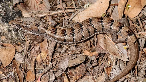 Do Lizards Hibernate in Arizona?