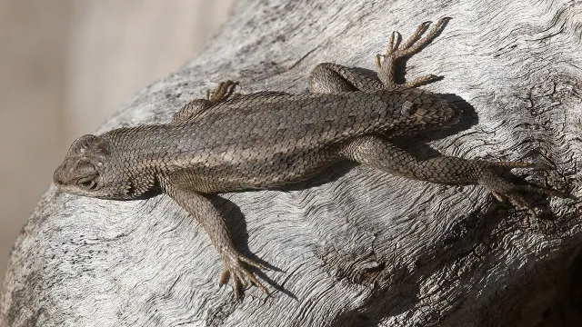 Do Lizards Hibernate in Arizona? 