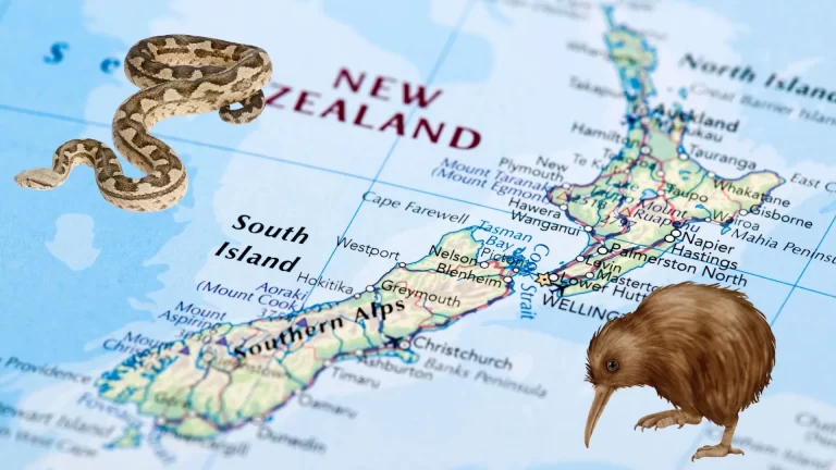 Can You Have Pet Snakes In New Zealand