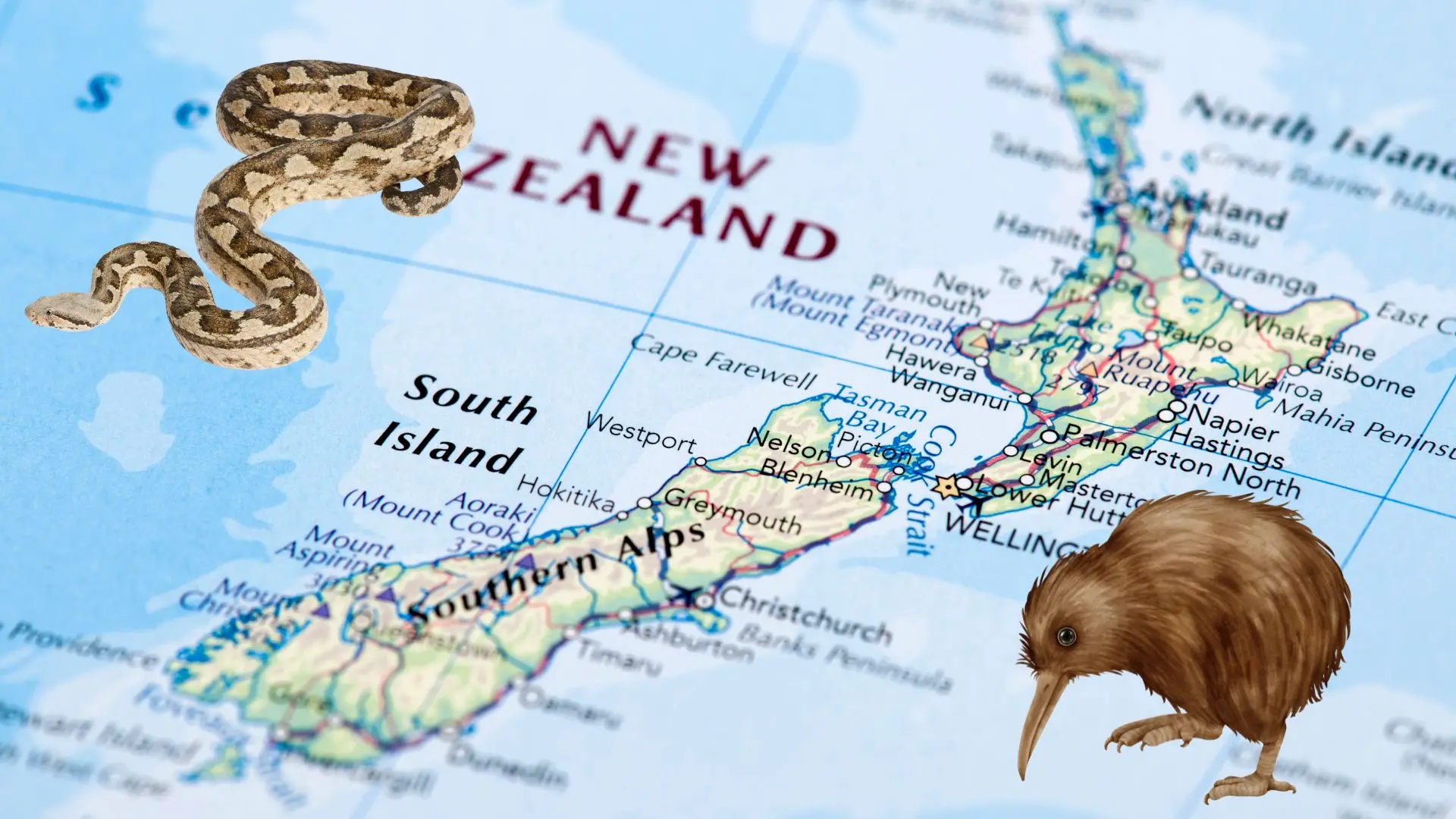Can You Have Pet Snakes In New Zealand? - Reptile Inquirer